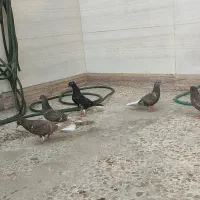 کبوتر چند عدد دم سفید