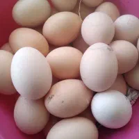 تخم مرغ نطفه دار محلی