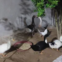 قو غاز و اردک