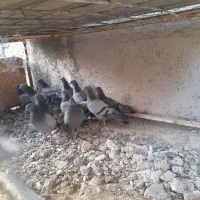 کبوترسبز|پرنده|گنبد کاووس, |دیوار