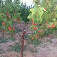 باغ-بسطام