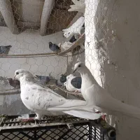 پرنده پرشی|پرنده|گرمه, |دیوار