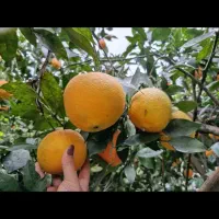 فروش نارنگی یافا و پرتغال تامسون|خوردنی و آشامیدنی|پرهسر, |دیوار