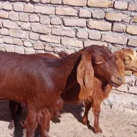 بزجمل زا|حیوانات مزرعه|تربتحیدریه, پائین ولایت|دیوار