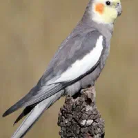 عروس هلندی