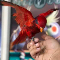 طوطی لوری لوریکیت بلو استریک|پرنده|تهران, تهرانپارس جنوبی|دیوار