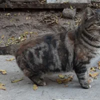 واگذاری گربه خاص|گربه|یزد, |دیوار