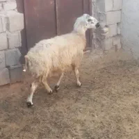 فروش میش