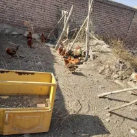 فروش مرغ تخم گذار|حیوانات مزرعه|نقده, |دیوار