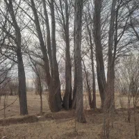 خرید قلمه سوید میوه|خدمات باغبانی و درختکاری|سراب, |دیوار