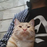 واگذاری گربه بسیار خانگی