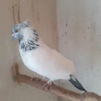 فروش کبوترپرشی وجوجه کشی