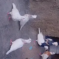 فروش طوقی و فقط فقط معاوضه با گندم یا هفت دانه|پرنده|چرام, |دیوار