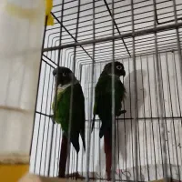 طوطی گرینچیک