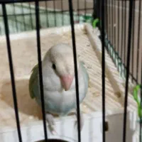 کتوله برزیلی