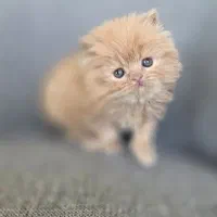 پرشین های زیبا و خاص|گربه|کرج, عظیمیه|دیوار