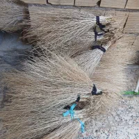 جارو لری