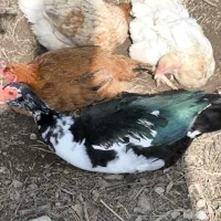 اردک اسرائیلی|حیوانات مزرعه|گرگان, |دیوار