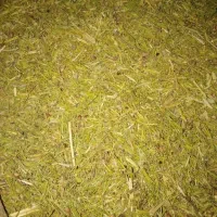 خار شتری|حیوانات مزرعه|قلندر آباد, |دیوار