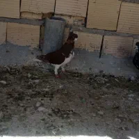 شهری درجه یک|پرنده|شیراز, نیستان|دیوار
