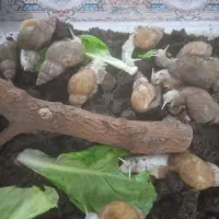 حلزون آلبینو شاه مولد کار درست19عددتوافقی