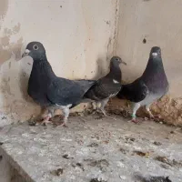 کبوتر کفترمسافتی پلاکی|پرنده|تربت‌حیدریه, شهید قرنی|دیوار