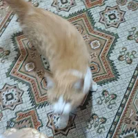 گربه ماده سفید نارنجی واگذاری رایگان|گربه|رشت, باهنر|دیوار