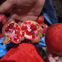 حراج  حراج فقط ۷۰تومن شیرین|حراج|تربت جام, شیخ احمد جامی|دیوار