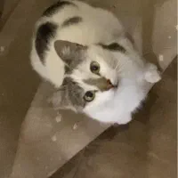 گربه گمشده در کارشناسان فرهنگ و وصال|حیوانات|اردبیل, |دیوار