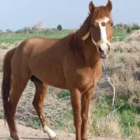 سلام کردتاخت ویورقه|اسب و تجهیزات اسب‌سواری|بیرجند, |دیوار