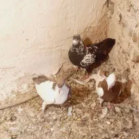 کفتر|پرنده|نیشابور, باغرود|دیوار