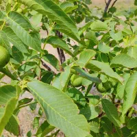 فروش باغ|فروش زمین و ملک کلنگی|میانه, |دیوار