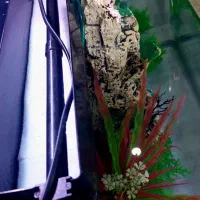 اکواریوم دلسا|ماهی|پاکدشت, پاکدشت (مامازند)|دیوار