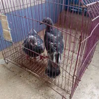 کبوتر|پرنده|امیدیه, |دیوار