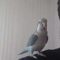 طوطی راهب|پرنده|اردبیل, |دیوار