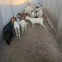 فروش گوسفند|حیوانات مزرعه|بیکاه, |دیوار