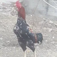 خروس لاری آدرس ایلخچی