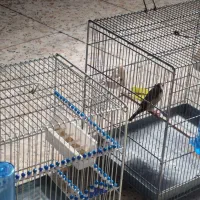 سهره|پرنده|رباط‌کریم, شهرک صنعتی ده‌حسن|دیوار