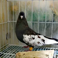 کفتر سینه تافته ای.... سینه سیاه|پرنده|شیراز, سینما سعدی|دیوار