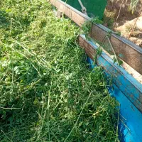 اجاره شاب در موسسه کشاورزی