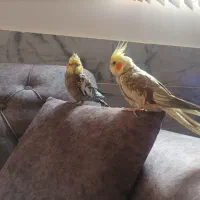 یک جفت عروس هلندی دستی و سخنگو