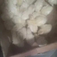 جوجه بوقلمون بیوتی شیش