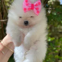 توله مالتیز پودل عروسکی|سگ|شیراز, معالی‌آباد|دیوار