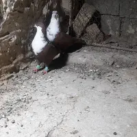 جفت ریش سرخ