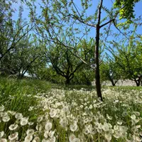 زمین واقع در چهار باغ کرج