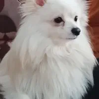 سگ پامر