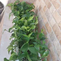 گل و گلدان پتوس