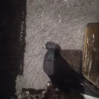 فرش طرح کفتر