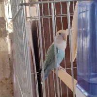 طوطی برزیلی ماده