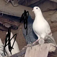 کفتر رفتنی|پرنده|بستان آباد, |دیوار